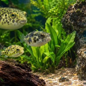 AquaSumit's Podcast