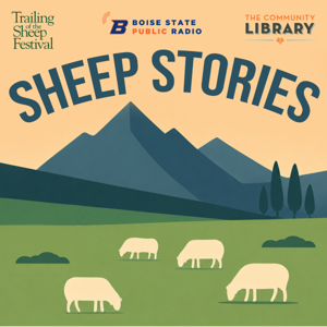 Sheep Stories