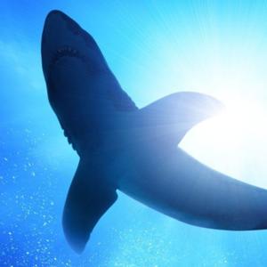 swimming toward the shark
