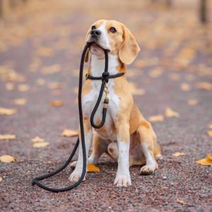 Paws, Style & Speed: The Modern Dog Lifestyle