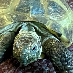Turtle Speed!