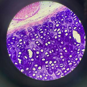 Podcast educativo Histología