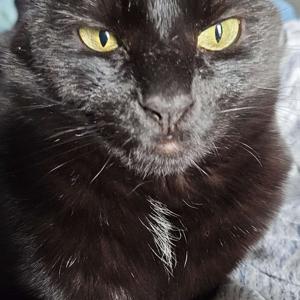 Cat Gaming Chat