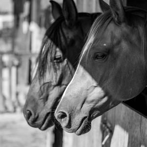 The Connected Horse: Smarter Management, Better Care