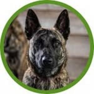 16 Dutch Shepherds Podcast