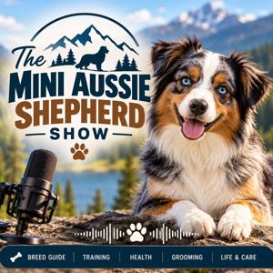Mini Australian Shepherd