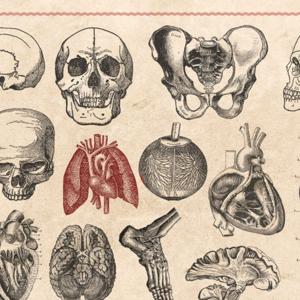 VNSG 1320 Anatomy and Physiology
