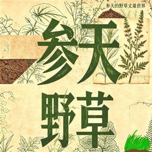 参天野草|wild talking