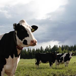 MaitoLiiderin podcast