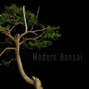 Modern Bonsai