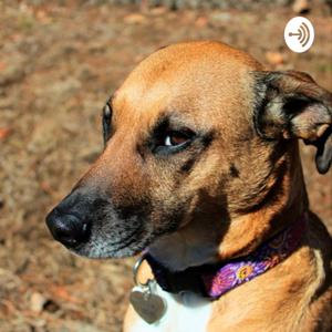 Academia DogSolution