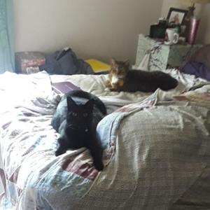 Don't Drink and Judge