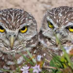 Wise Owls