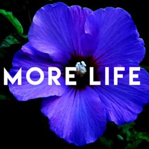 More Life Media