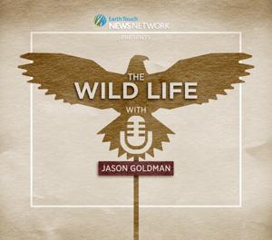 The Wild Life Podcast