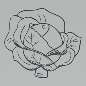 The Old Evening Cabbage
