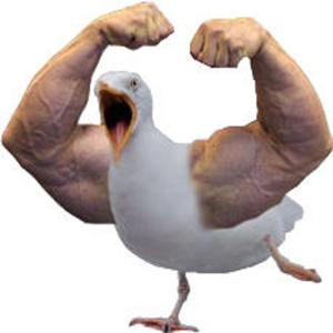 The Buff Seagull