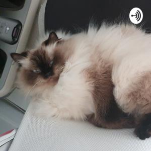 Uper Cat