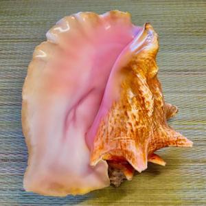 Conch Boyz Podcast