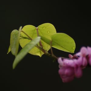 孟飞Phoenix by 孟飞Phoenix