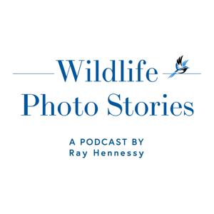 Wildlife Photo Stories