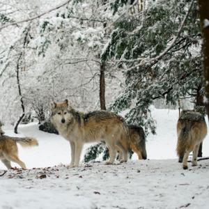 3 man wolf pack