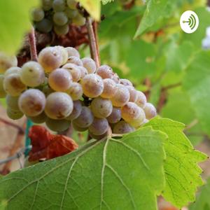 Wine by La Petite Nénette