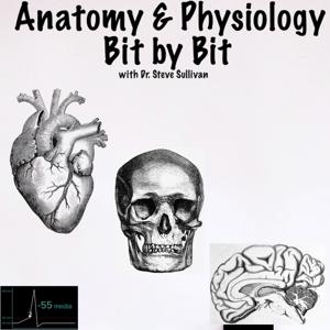 Anatomy and Physiology - Bit by Bit by Anatomy & Physiology - Bit by Bit