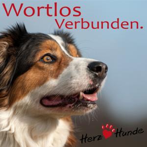 Deine Gassi-Runde als Heldenreise > mit Deinem Hund wortlos verbunden!