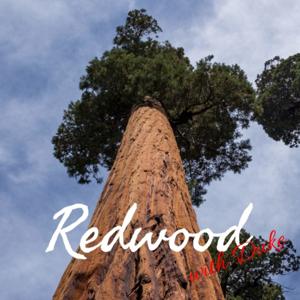 Redwood