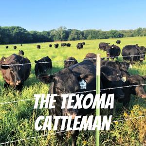 The Cattleman