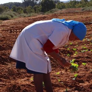 Land news and analysis South Africa