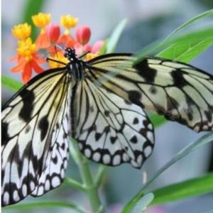 Tracy Lee Harrington's show