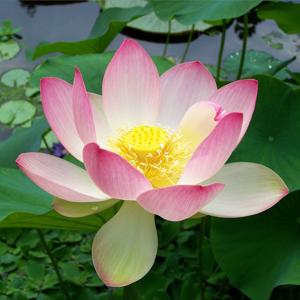 Lotus Listen Podcast