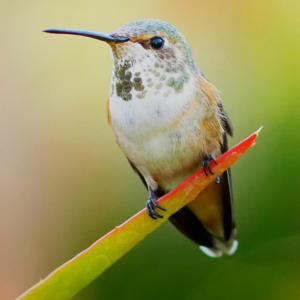 因何有千娇百媚的人家