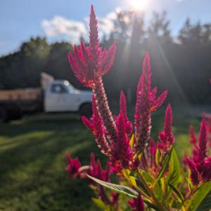 Chronically ill Ramblings