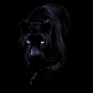 The Time of the Black Jaguar