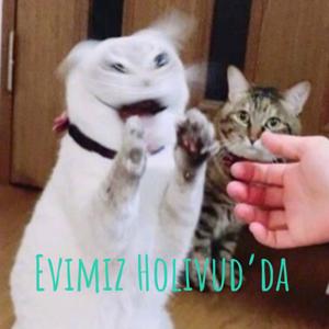 Evimiz Holivud'da