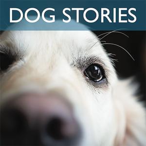 Dog Stories