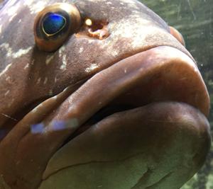 TschuschenAquarium. Auf Tauchgang bei Wiener Typen