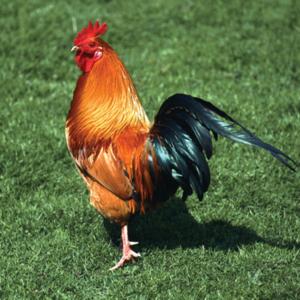 THE NEXT BIG PODCAST