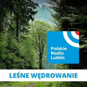 Leśne wędrowanie w Radiu Lublin