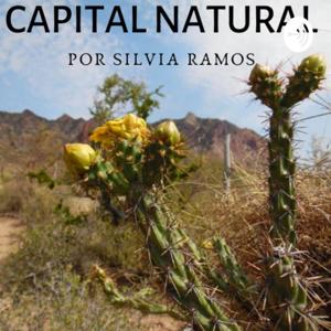 Capital Natural