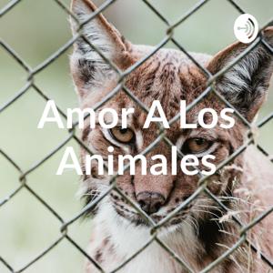 Amor A Los Animales