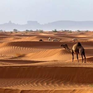 صحراء Sahraa