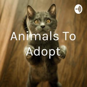 Animals To Adopt