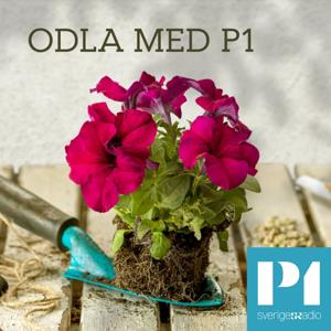 Odla med P1 by Sveriges Radio