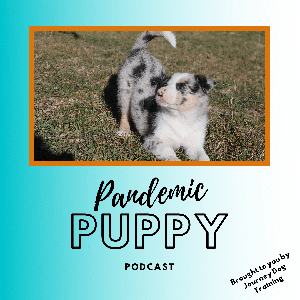 Pandemic Puppy Podcast