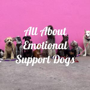 All About Emotional Support Dogs