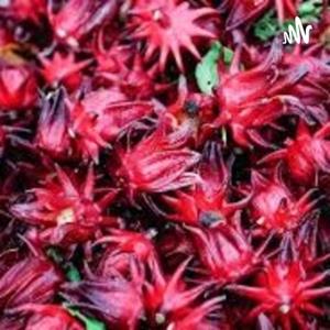Flor De Jamaica, Beneficios Y Uso Tradicional En México